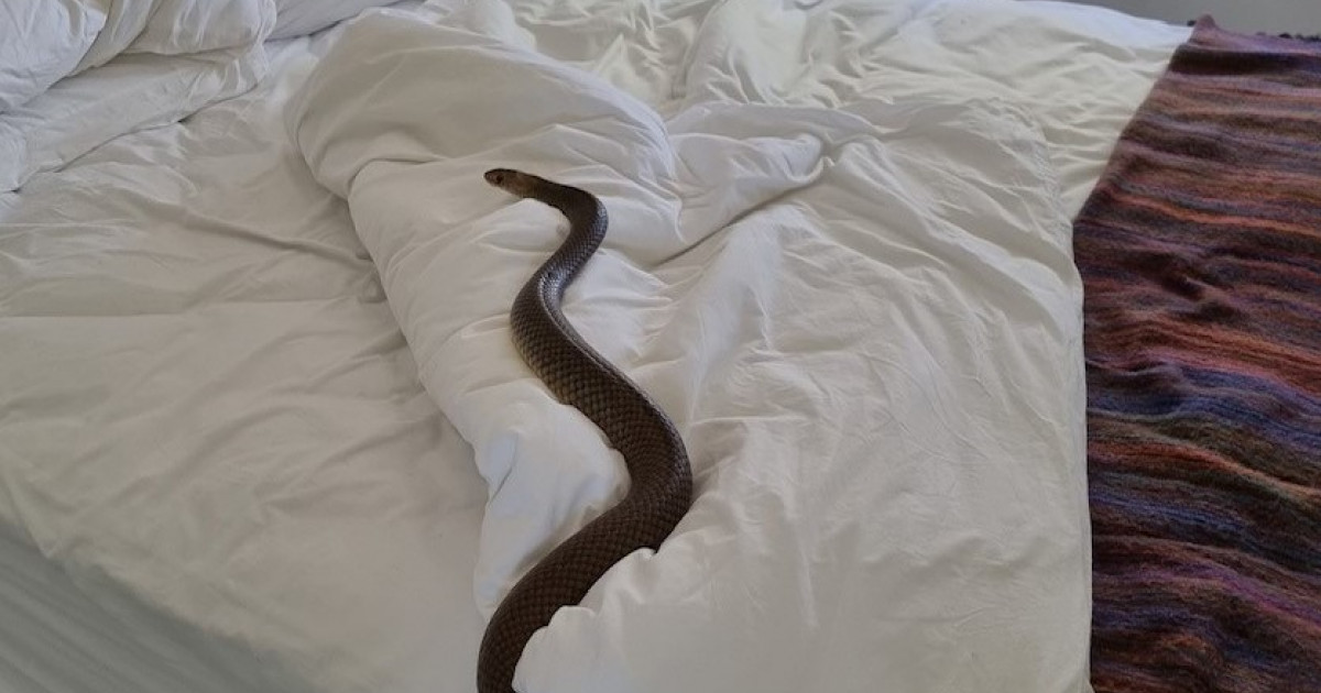 O femeie s-a trezit în pat cu un șarpe extrem de veninos, lung de 2 metri, în Australia